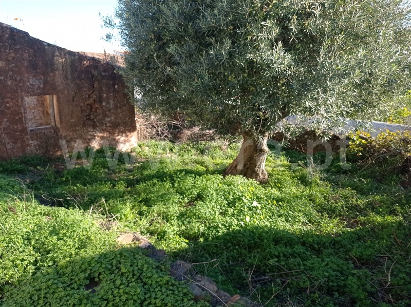 Terreno com ruina  Loulé, Querença, Tôr e Benafim - 1210084 - 3