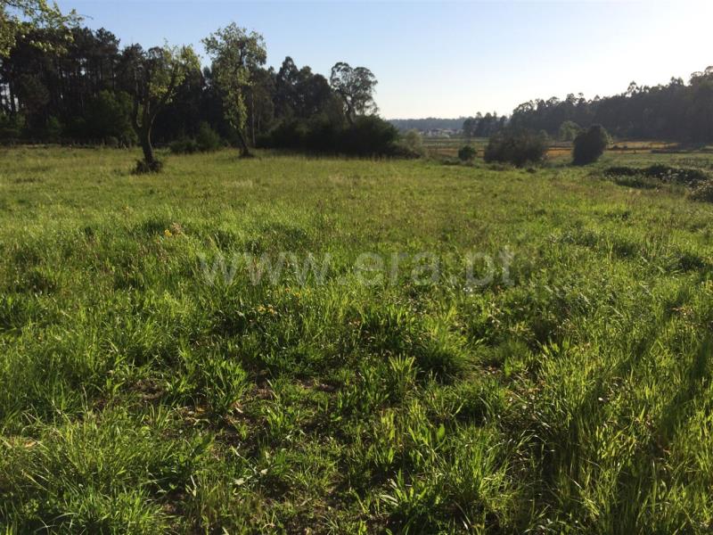 Quinta  Barcelos, Creixomil e Mariz - 641086 - 4