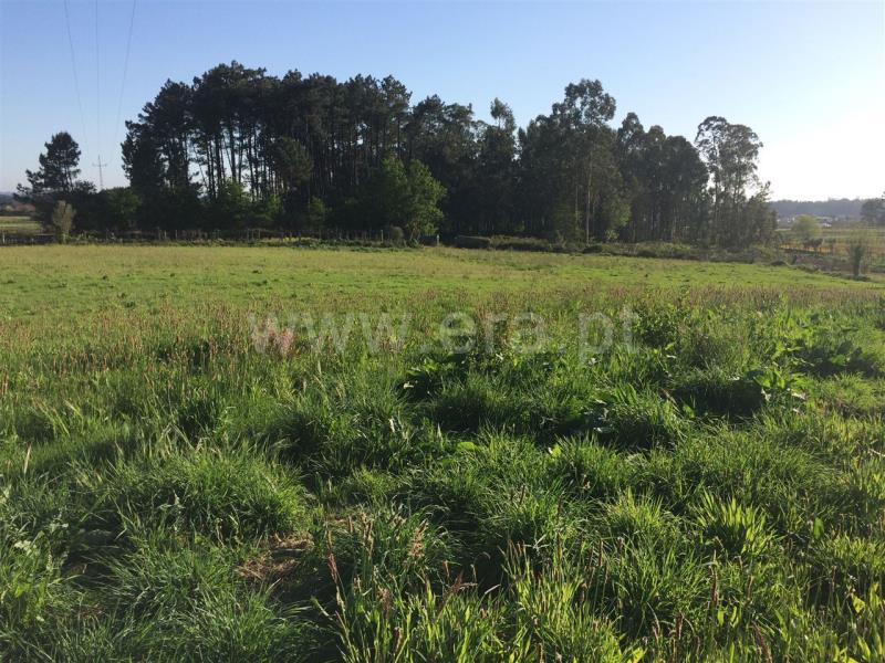 Quinta  Barcelos, Creixomil e Mariz - 641086 - 6