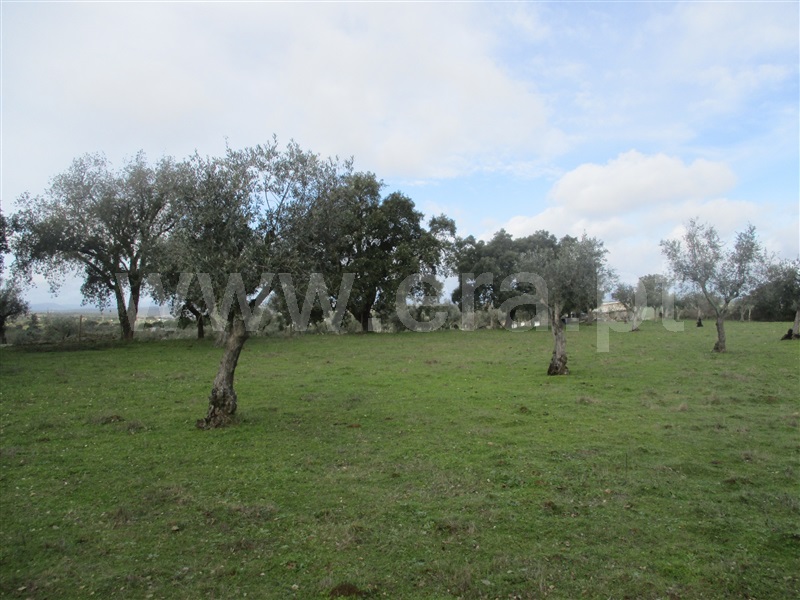 Quintinha  Nisa, Nisa - 1067121 - 5