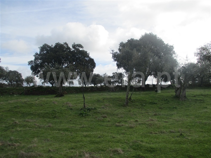 Quintinha  Nisa, Nisa - 1067121 - 11
