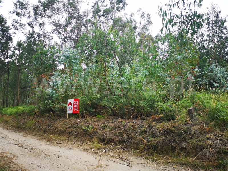 Terreno / Fafe, Medelo