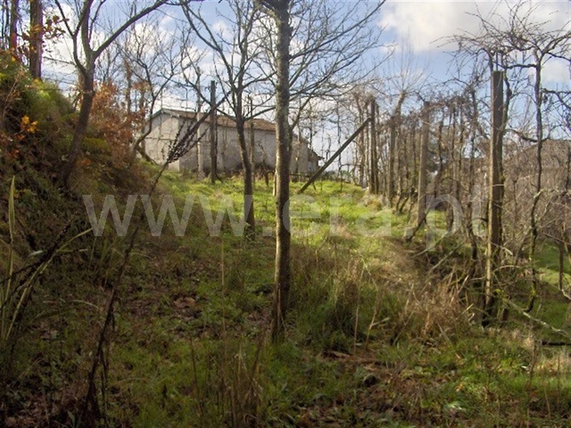 Terreno  Fafe, Moreira do Rei e Várzea Cova - 899587 - 2
