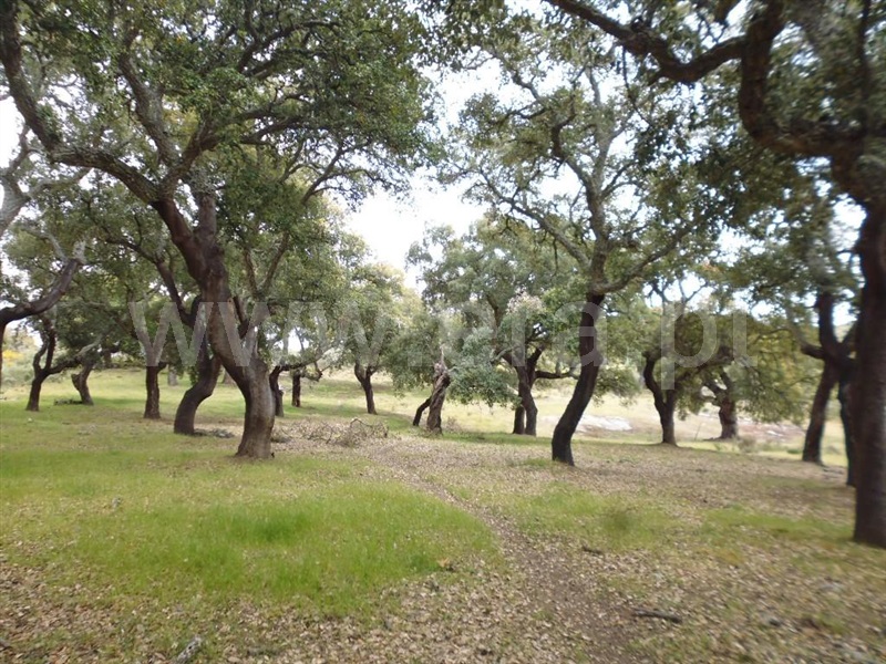 Terreno / Idanha-a-Nova, Aldeia de Santa Margarida