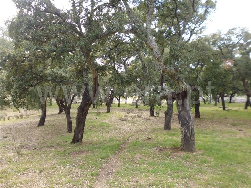 Terreno  Idanha-a-Nova, Aldeia de Santa Margarida - 1423141 - 3