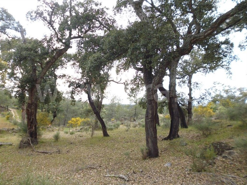 Terreno  Idanha-a-Nova, Aldeia de Santa Margarida - 1423141 - 11