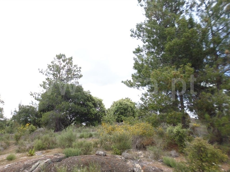 Terreno  Idanha-a-Nova, Aldeia de Santa Margarida - 1423141 - 12