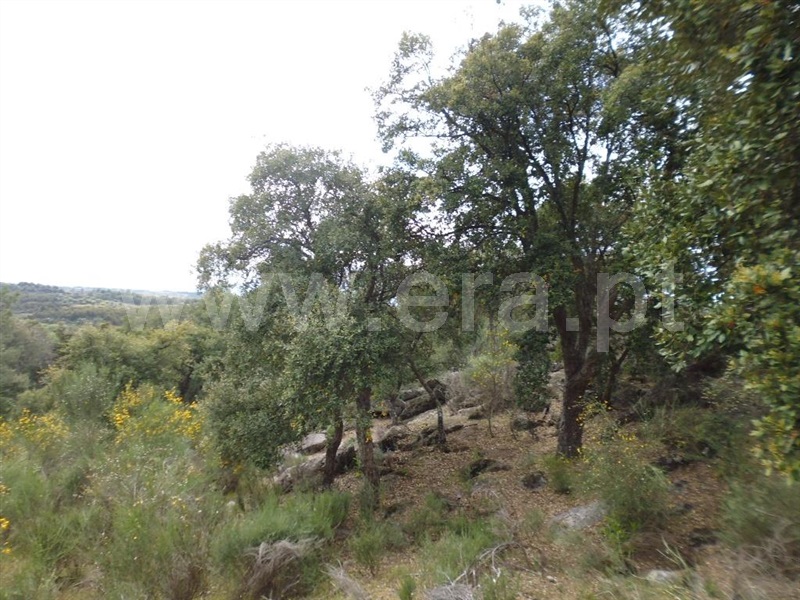 Terreno  Idanha-a-Nova, Aldeia de Santa Margarida - 1423141 - 16