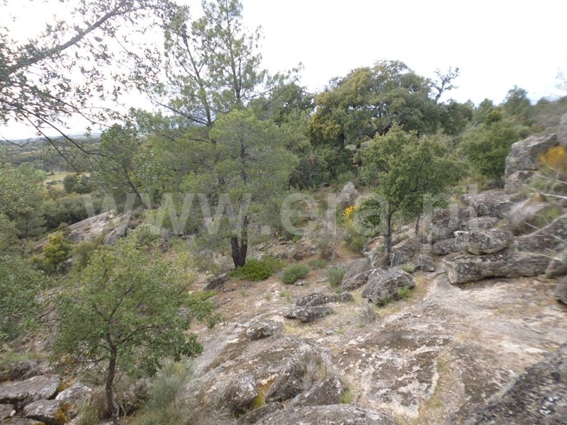 Terreno  Idanha-a-Nova, Aldeia de Santa Margarida - 1423141 - 17