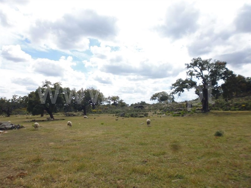 Terreno  Idanha-a-Nova, Aldeia de Santa Margarida - 1423141 - 19