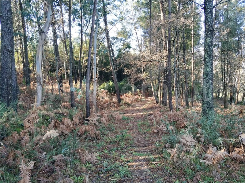 Terreno  Marco de Canaveses, Vila Boa do Bispo - 1062977 - 3