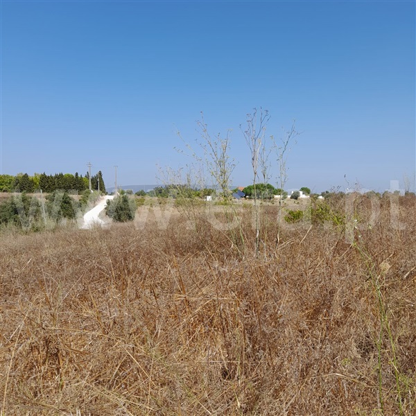 Terreno Misto  Torres Novas, Caveira - 1097368 - 4