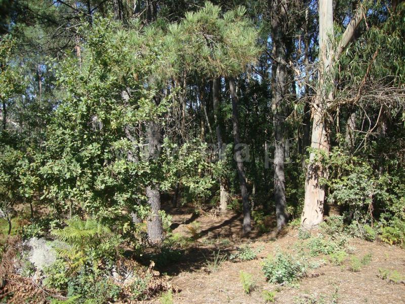 Terreno para Construção  Amarante, Freixo de Cima e de Baixo - 857024 - 4