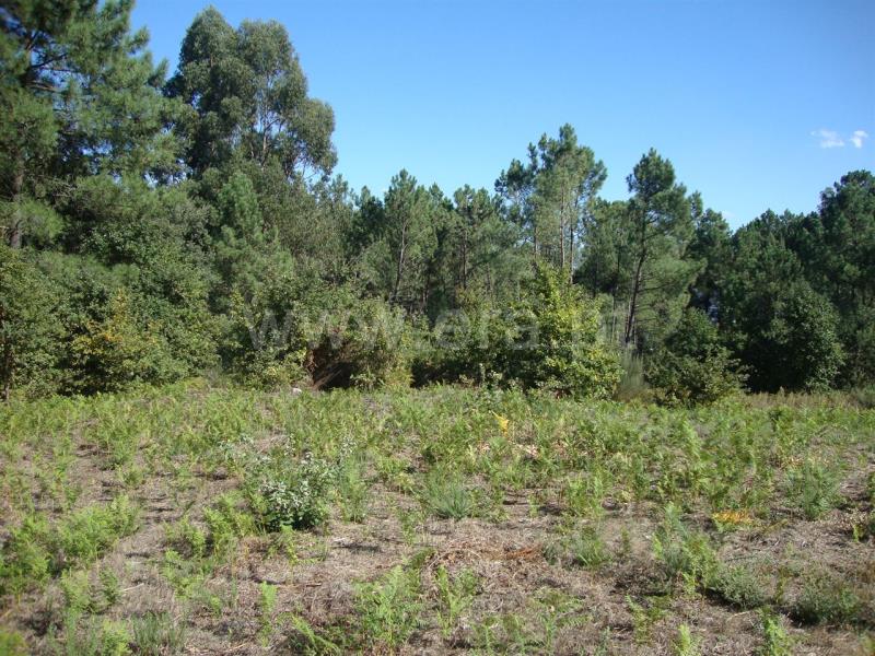 Terreno para Construção  Amarante, Freixo de Cima e de Baixo - 857024 - 9