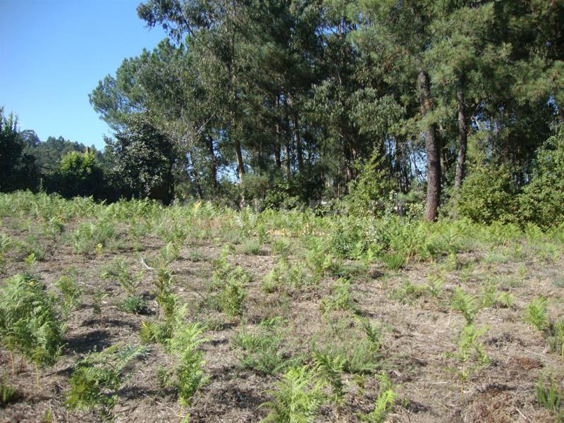 Terreno para Construção  Amarante, Freixo de Cima e de Baixo - 857024 - 11