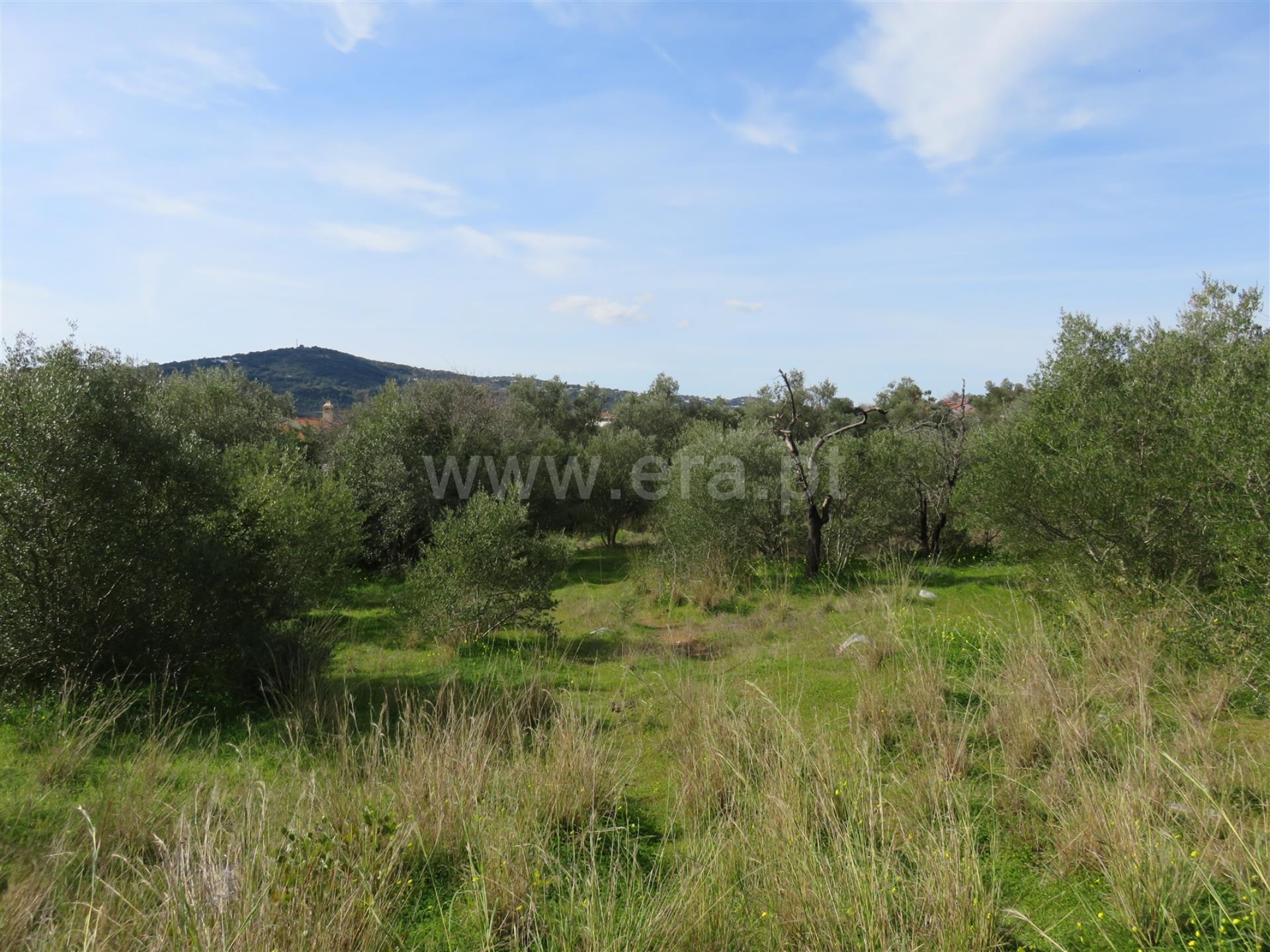 Land for sale in São Brás de Alportel, Portugal — €180,000
