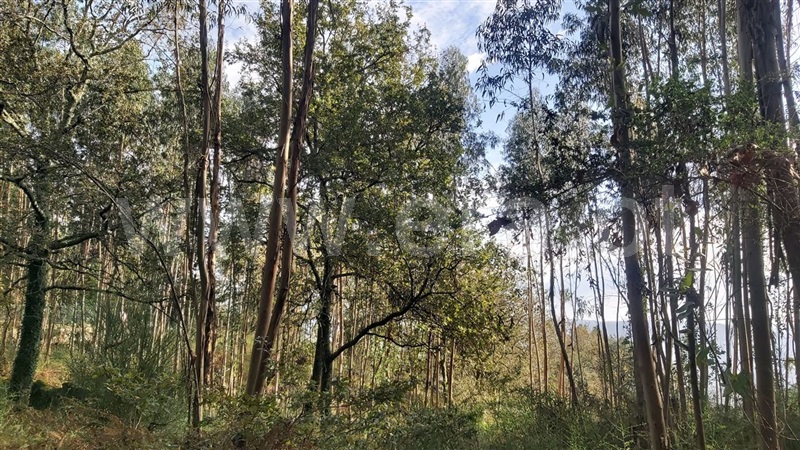 Terreno  Póvoa de Lanhoso, Campos e Louredo - 1447997 - 12
