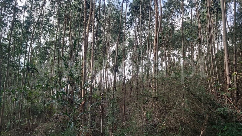 Terreno  Póvoa de Lanhoso, Campos e Louredo - 1447997 - 13
