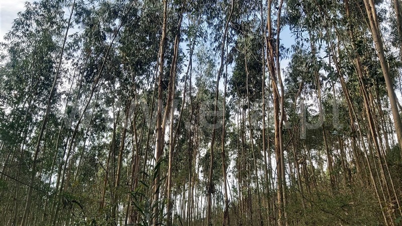 Terreno  Póvoa de Lanhoso, Campos e Louredo - 1447997 - 14