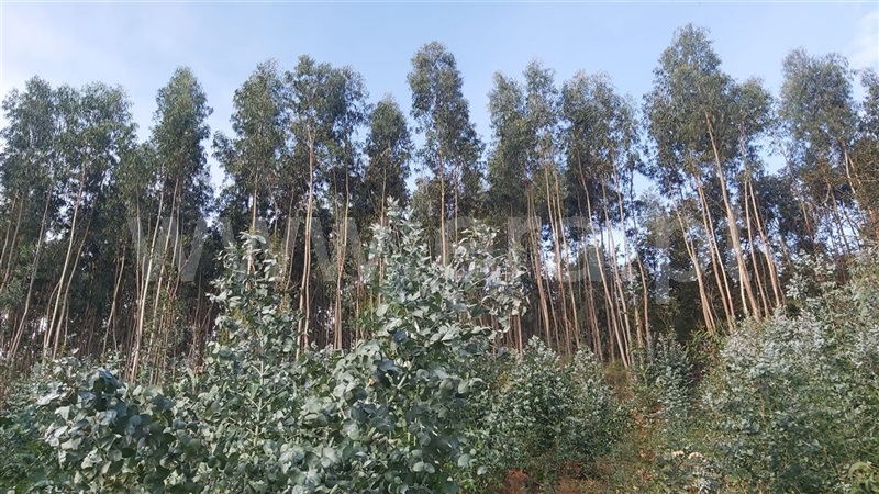 Terreno  Póvoa de Lanhoso, Campos e Louredo - 1447997 - 16