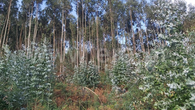 Terreno  Póvoa de Lanhoso, Campos e Louredo - 1447997 - 17